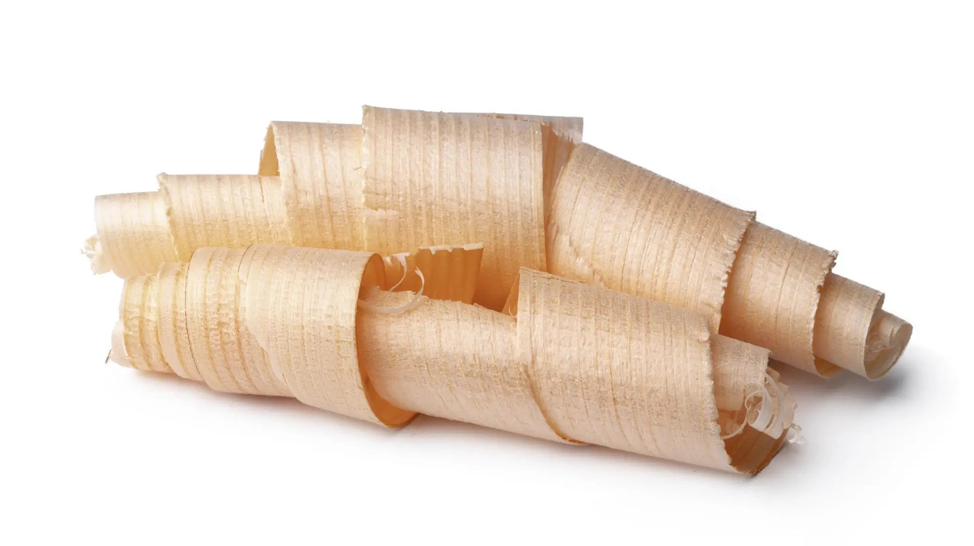 Birch Bark